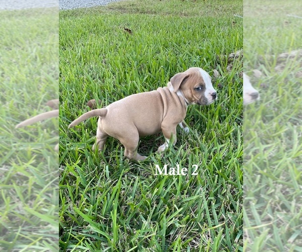 Medium Photo #7 American Pit Bull Terrier Puppy For Sale in NAPLES, FL, USA