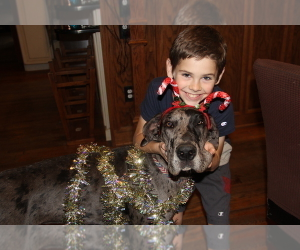 Medium Photo #1 Great Dane Puppy For Sale in BECKLEY, WV, USA