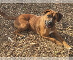 Small #2 Rhodesian Ridgeback Mix