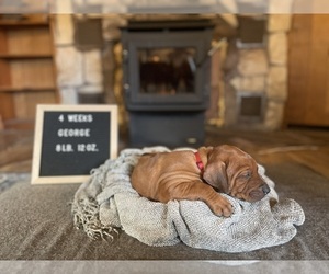Medium Rhodesian Ridgeback