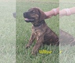 Small Photo #33 Mastiff Puppy For Sale in BRANTLEY, AL, USA