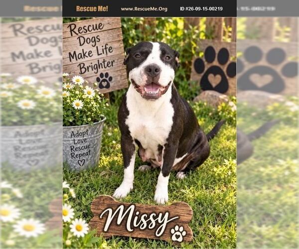 Medium Photo #1 American Staffordshire Terrier Puppy For Sale in Benton, PA, USA