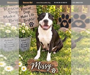 American Staffordshire Terrier Dogs for adoption in Benton, PA, USA