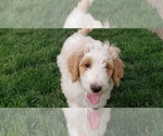 Small Photo #3 Bordoodle Puppy For Sale in CALDWELL, ID, USA