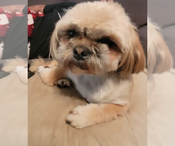 Medium Photo #1 Shih Tzu Puppy For Sale in STAR, NC, USA