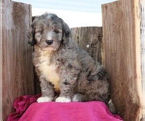 Goldendoodle (Miniature) Puppy for sale in FREDERICKSBG, OH, USA