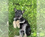 Puppy Pink German Shepherd Dog