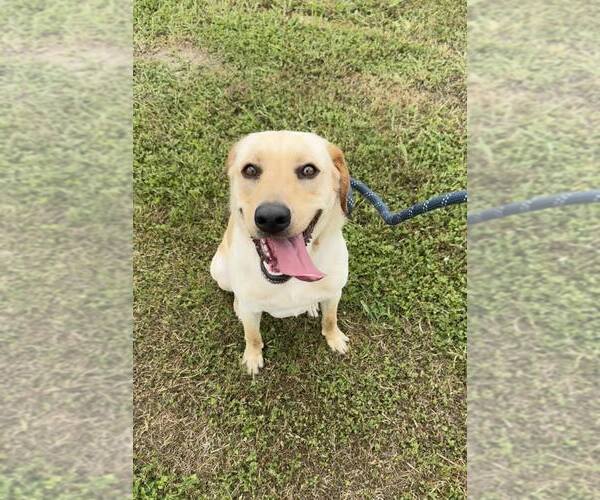 Medium Photo #2 Mutt Puppy For Sale in Abbeville, LA, USA