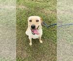 Small #1 Mutt