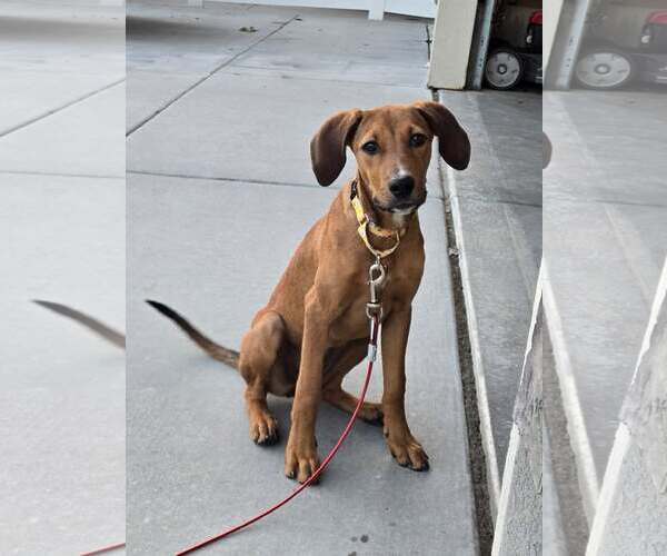 Medium Photo #1 Mutt Puppy For Sale in MIDWAY, UT, USA