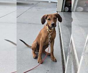 Mutt Dogs for adoption in MIDWAY, UT, USA