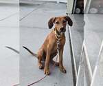 Small Mutt