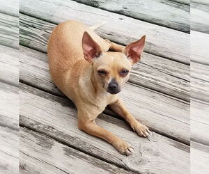 Chihuahua Dogs for adoption in Coldwater, MI, USA