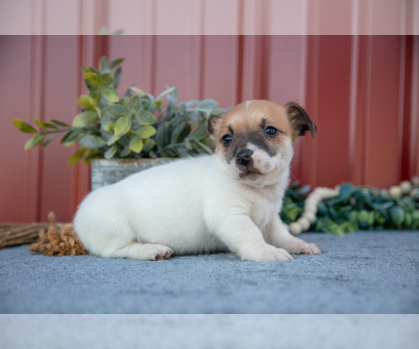 Medium Photo #19 Jack Russell Terrier Puppy For Sale in ETNA GREEN, IN, USA