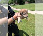 Small Labrador Retriever Mix