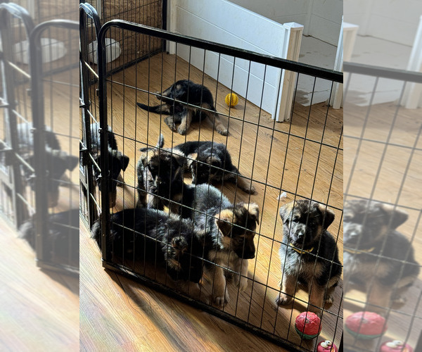 Medium Photo #67 German Shepherd Dog Puppy For Sale in LA FAYETTE, NY, USA