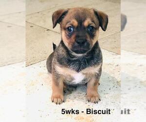 Chiweenie Dogs for adoption in Los Angeles, CA, USA