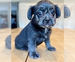 Puppy Yellow collar French Bulldog-Poodle (Miniature) Mix