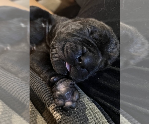 Medium Photo #6 Cane Corso Puppy For Sale in CHERRYVILLE, MO, USA