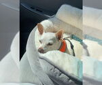 Small #1 Chihuahua Mix