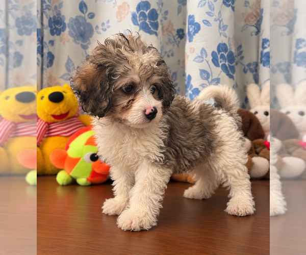 Medium Photo #18 Cockapoo (Miniature) Puppy For Sale in DURHAM, CT, USA