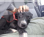 Small #1 Labrador Retriever Mix