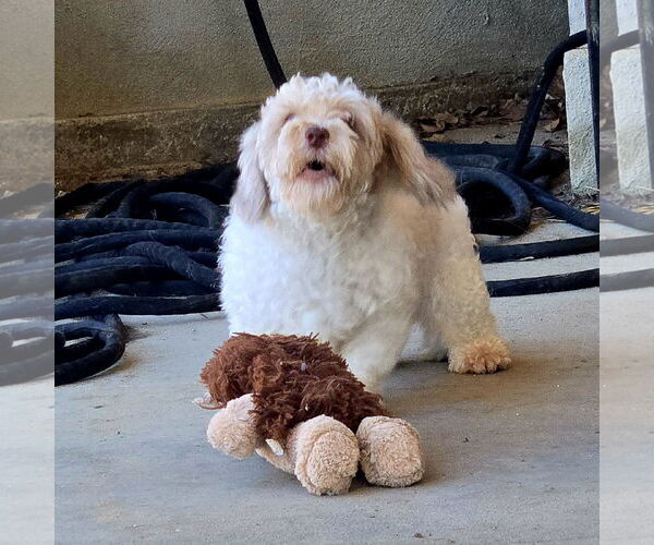 Medium Photo #6 Poodle (Miniature)-Unknown Mix Puppy For Sale in Fallbrook, CA, USA
