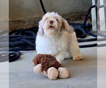 Small #5 Poodle (Miniature) Mix