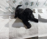 Small Photo #6 Newfoundland-Shepadoodle Mix Puppy For Sale in SHEBOYGAN FALLS, WI, USA