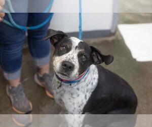 Mutt Dogs for adoption in Mountain Home, AR, USA