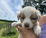 Puppy 1 Australian Shepherd