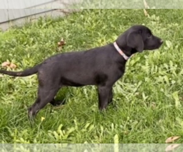 Medium Photo #1 Labrador Retriever Puppy For Sale in CRESWELL, OR, USA