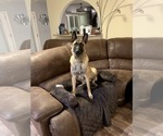 Small Photo #4 Belgian Malinois Puppy For Sale in VIOLET, LA, USA