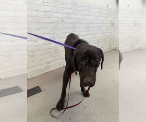 Labrador Retriever Dogs for adoption in San Bernardino, CA, USA