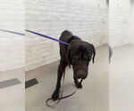 Small Labrador Retriever