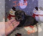 Small Photo #28 Chizer Puppy For Sale in MONTEZUMA, GA, USA