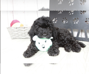 Goldendoodle (Miniature) Puppy for sale in MARIETTA, GA, USA