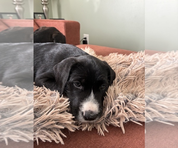 Medium Photo #20 Great Dane-Sheepadoodle Mix Puppy For Sale in EGG HARBOR CITY, NJ, USA