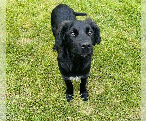 Medium Photo #3 Australian Shepherd-Unknown Mix Puppy For Sale in Princeton, MN, USA