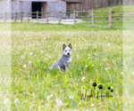 Small Photo #4 Australian Cattle Dog Puppy For Sale in LEAVENWORTH, IN, USA