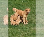 Small Photo #10 Golden Retriever Puppy For Sale in MILLERSBURG, OH, USA