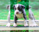 Puppy Puppy 10 American Bully