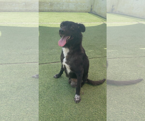 Medium Photo #1 Labrador Retriever-Unknown Mix Puppy For Sale in Brooklyn, NY, USA