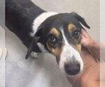 Small #3 Retriever  Mix