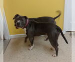 Small #5 American Pit Bull Terrier