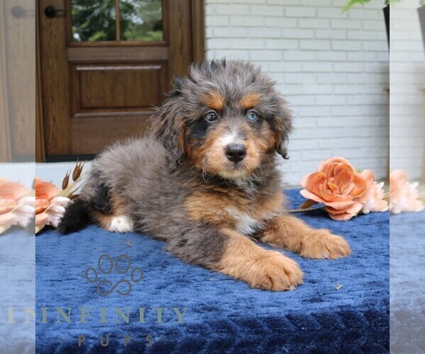 Medium Photo #3 Bernedoodle (Miniature) Puppy For Sale in NARVON, PA, USA