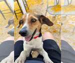 Small #6 Beagle