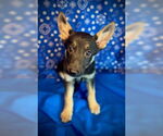 Small #3 Australian Kelpie Mix
