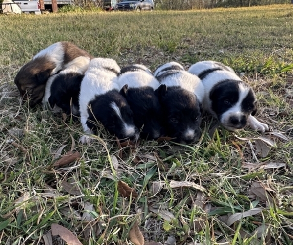 Medium Photo #10 Karakachan Puppy For Sale in ELM GROVE, LA, USA