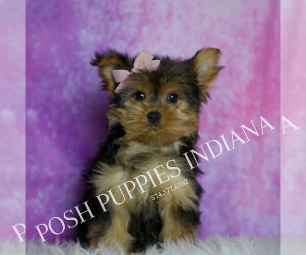 Medium Photo #1 Yorkshire Terrier Puppy For Sale in WARSAW, IN, USA